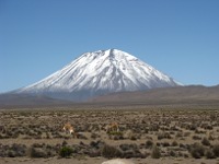 Vicuña reserve on altiplano, with volcano